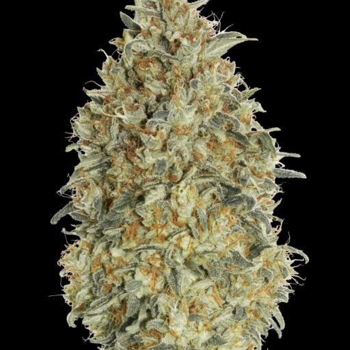 Gorilla Blue Auto Feminizovaná