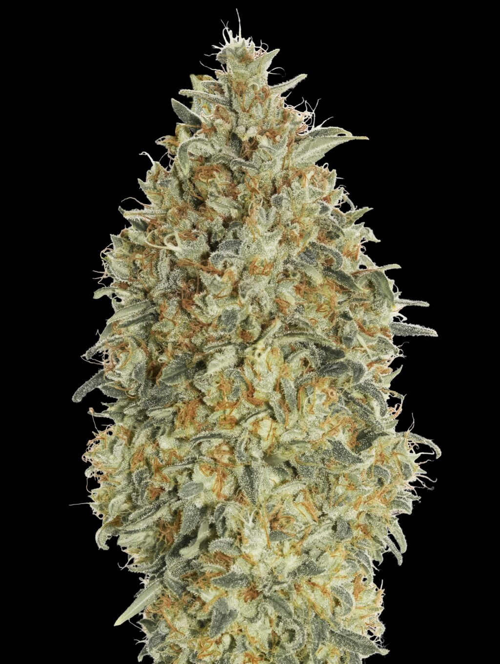 Gorilla Blue Auto Feminizovaná