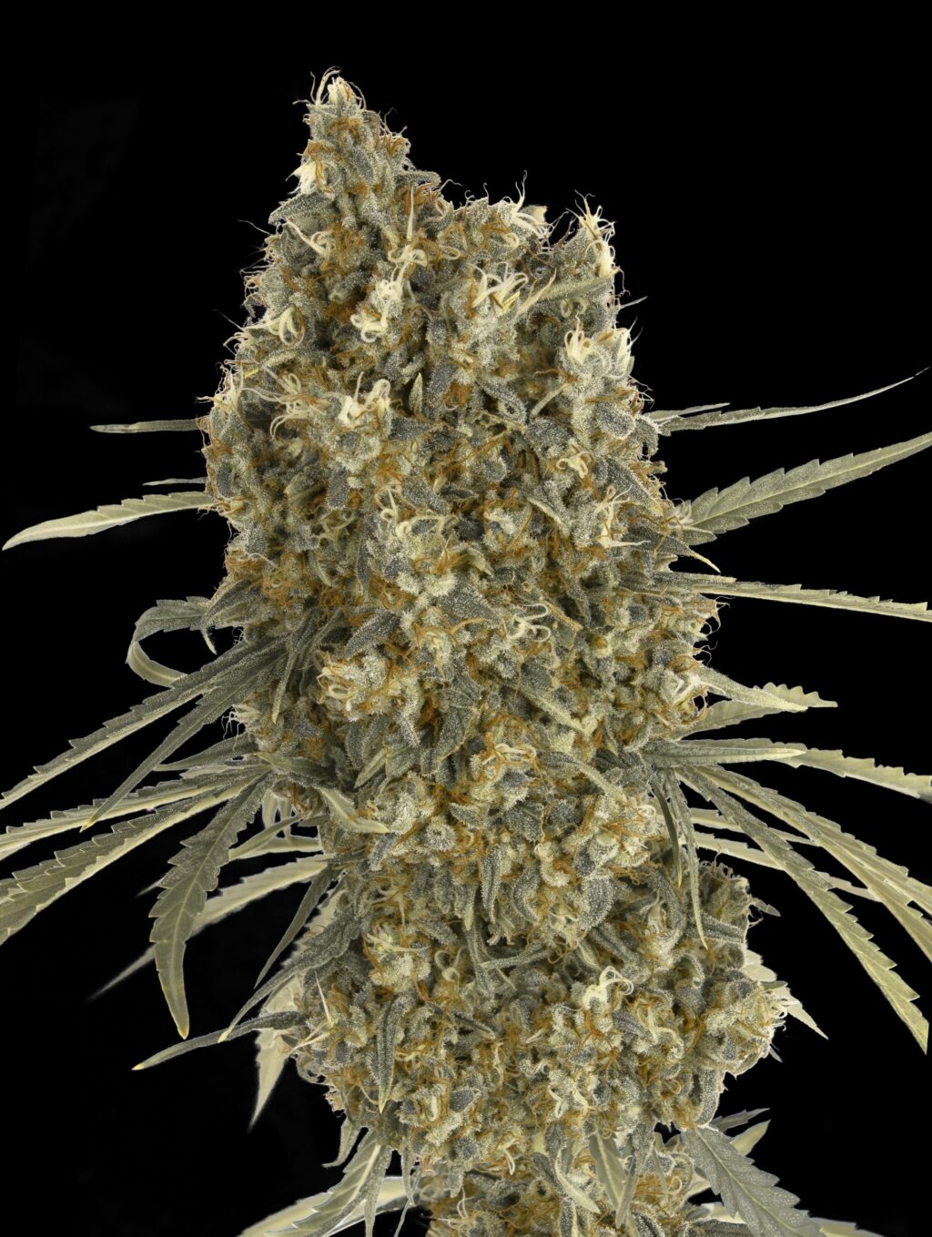 Jack Herer Auto Feminizovaná