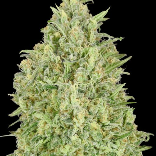 Pineapple Glue Auto Feminizovaná
