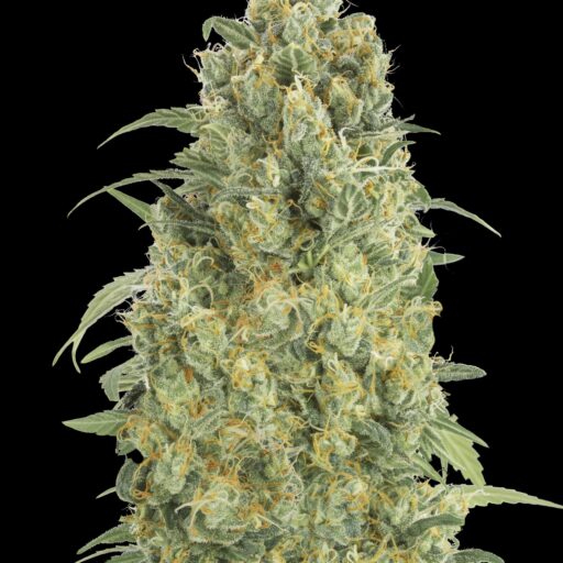 Strawberry Gum Auto Feminizovaná
