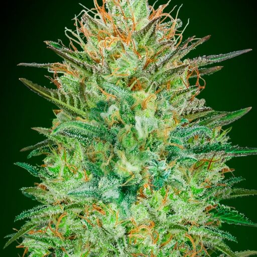 Sweet Critical Auto Feminizovaná
