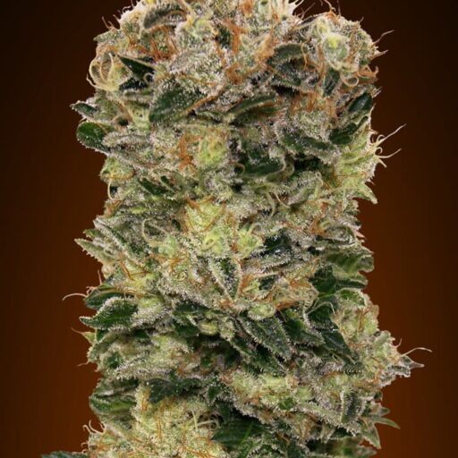 Sweet Somango Auto Feminizovaná