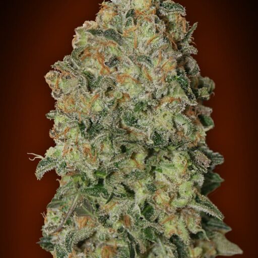 Chocolate Skunk Auto Feminizovaná