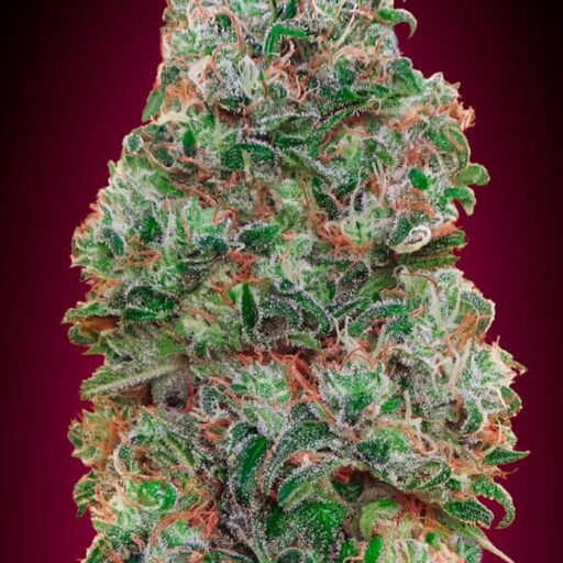 Bubble Gum Feminizovaná