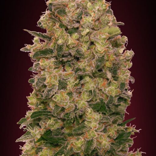 Caramel Kush Feminizovaná