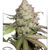 Charlotte’s Angel CBD Auto Feminizovaná