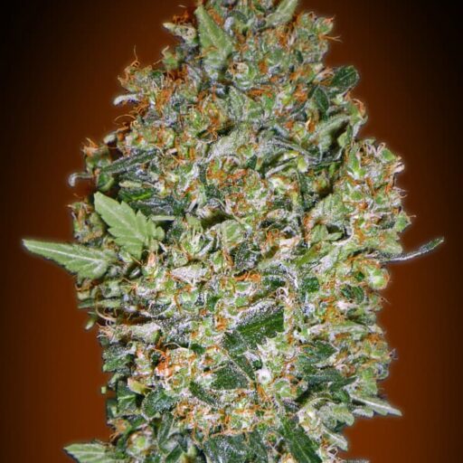 Cheese Berry Feminizovaná