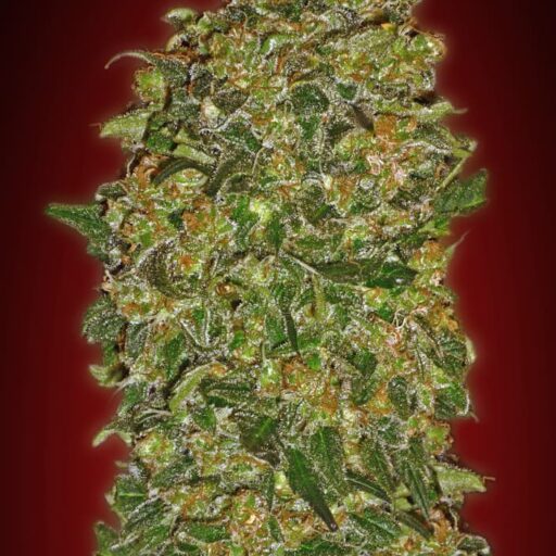 Chocolate Kush Feminizovaná