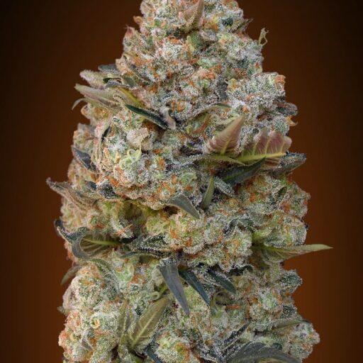 Chocolate Skunk Feminizovaná