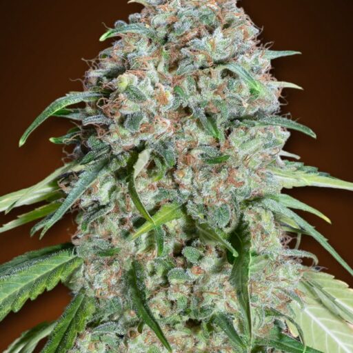 Chocolate Skunk CBD Feminizovaná