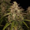 Chronic Ryder Auto Feminizovaná