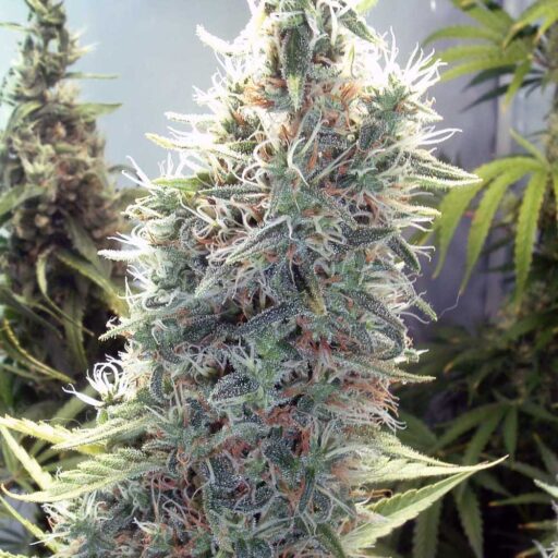 Cinderella 99 Feminizovaná