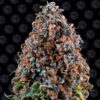 Critical Kush Regulérní