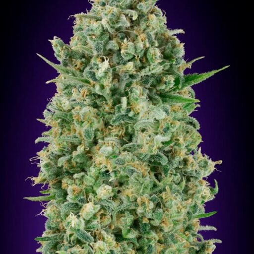 Critical Poison Feminizovaná