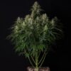 Doctor’s Choice #1 Auto Feminizovaná