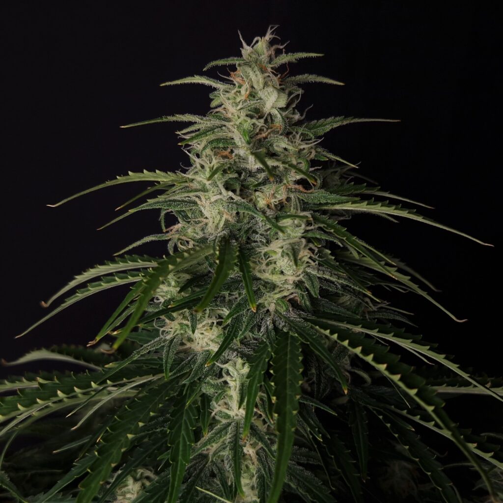 Doctor’s Choice #1 Auto Feminizovaná