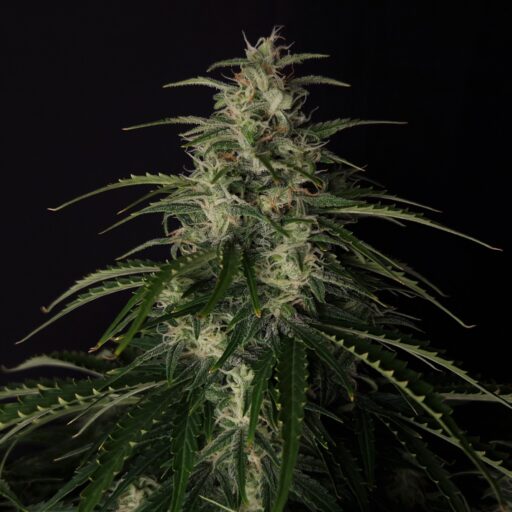 Doctor’s Choice #1 Auto Feminizovaná