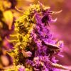 Doctor’s Choice #1 Auto Feminizovaná