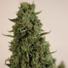 Doctor’s Choice #1 Auto Feminizovaná