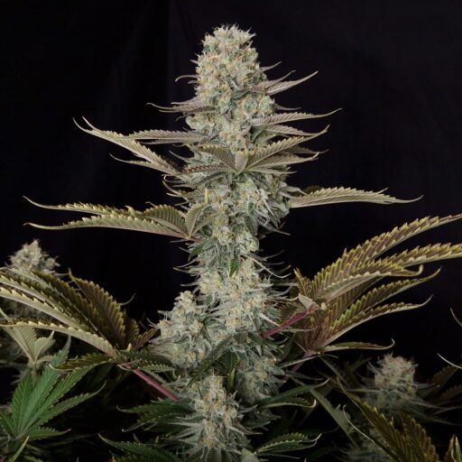 DC Kush Feminizovaná