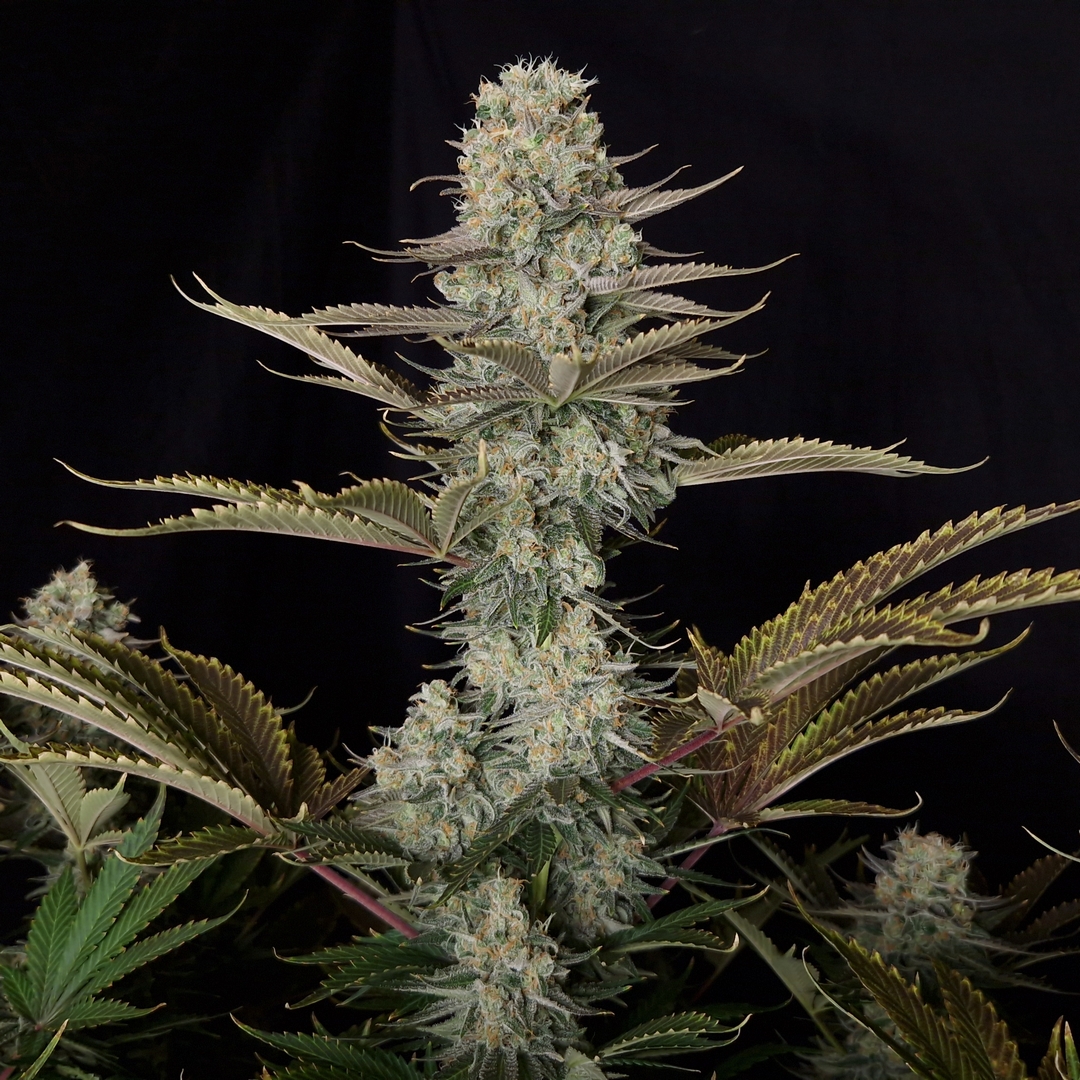 DC_kush_1080_2 DC Kush Feminizovaná