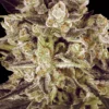 Durga Mata I:I CBD Feminizovaná