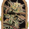 Amnesia #7 Feminizovaná