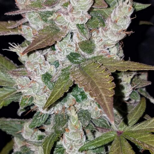 Girl Scout Cookies Auto Feminizovaná