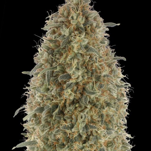 Gorilla Blue Feminizovaná