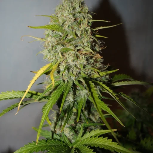 Grapefruit Auto Feminizovaná