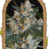 Lemon Candy Feminizovaná