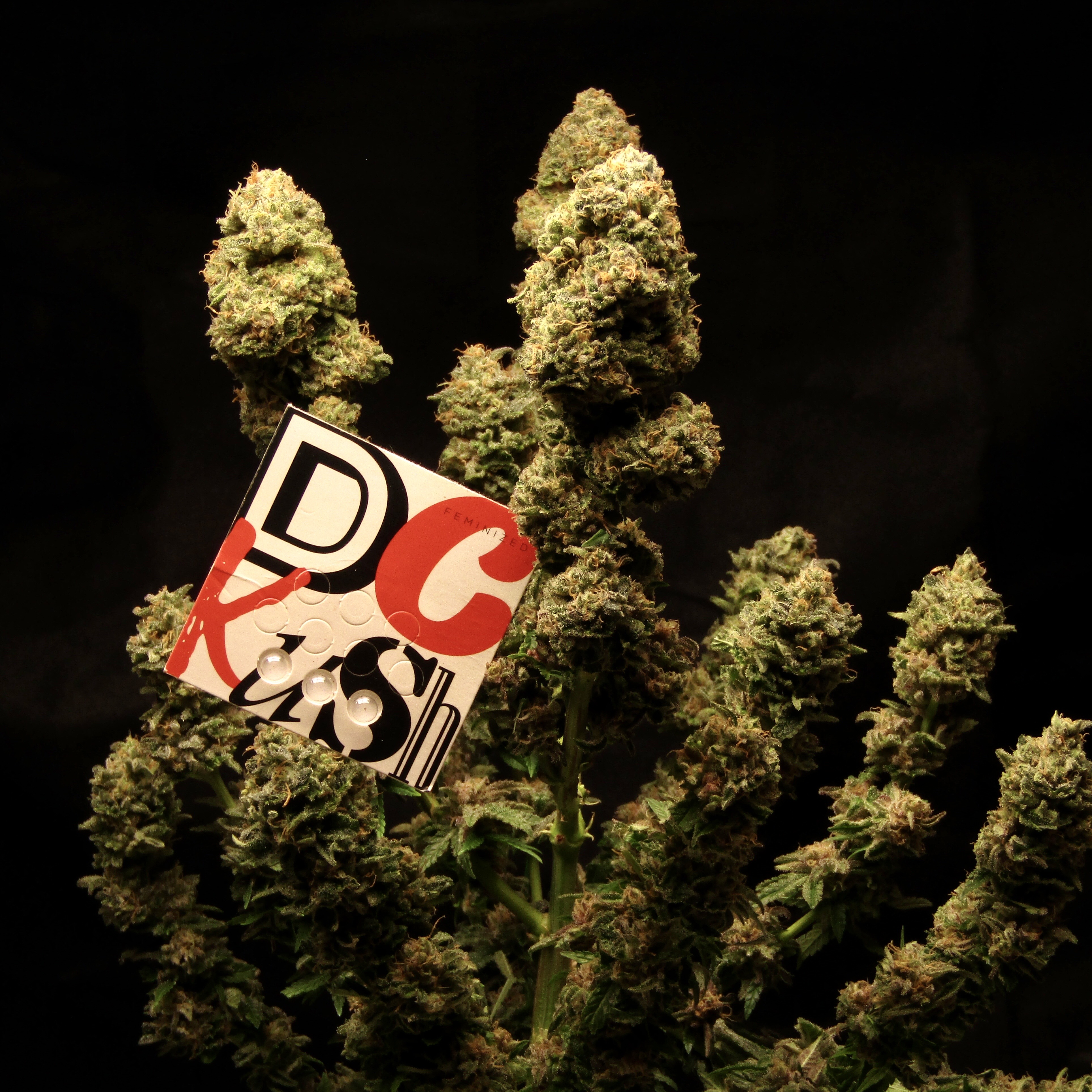 IMG_5392 DC Kush Feminizovaná