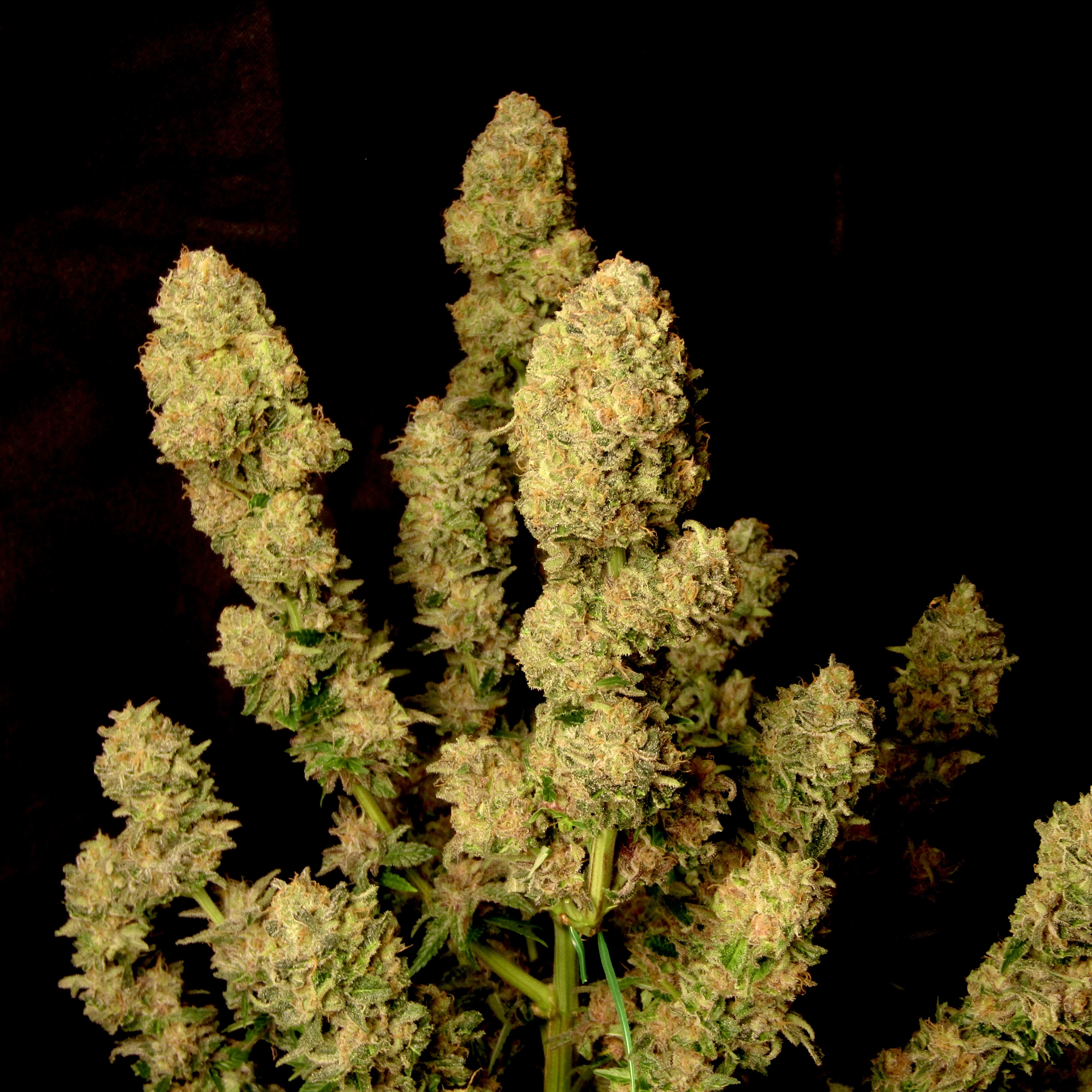 IMG_5415 DC Kush Feminizovaná