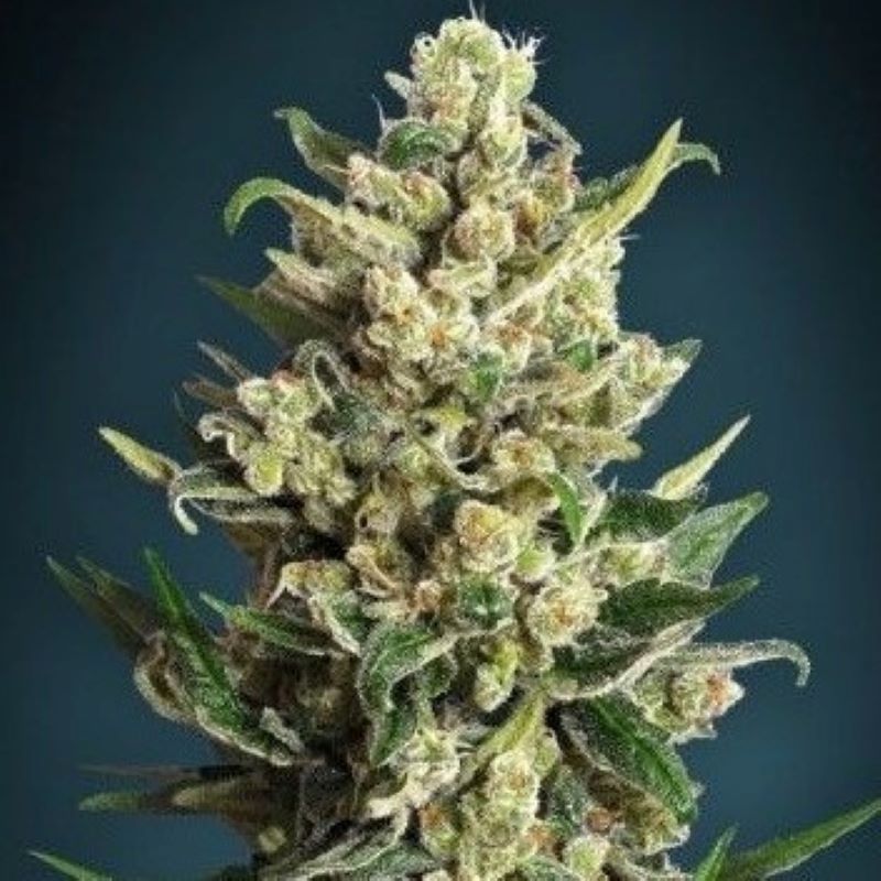 Ice Kush Feminizovaná