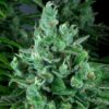 Kandy Kush Regulérní