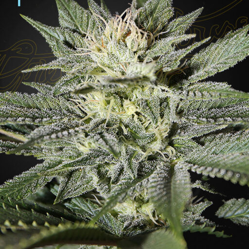 King’s Kush CBD Feminizovaná