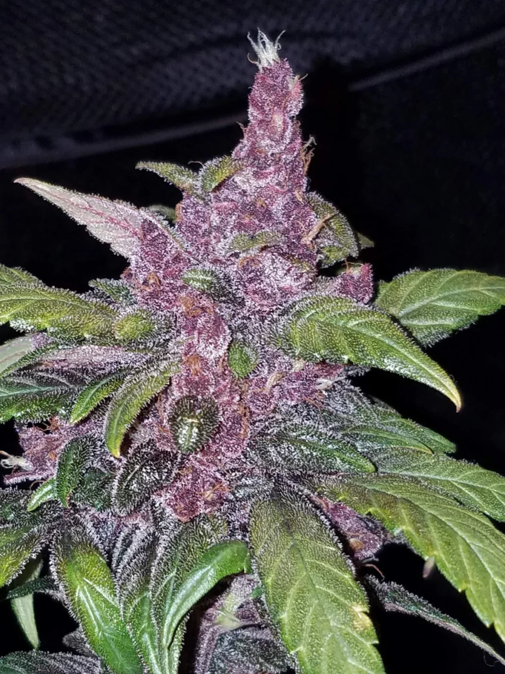 LSD-25 Auto Feminizovaná