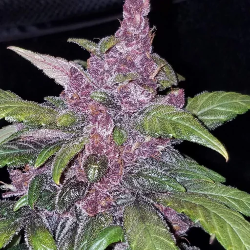 LSD-25 Auto Feminizovaná