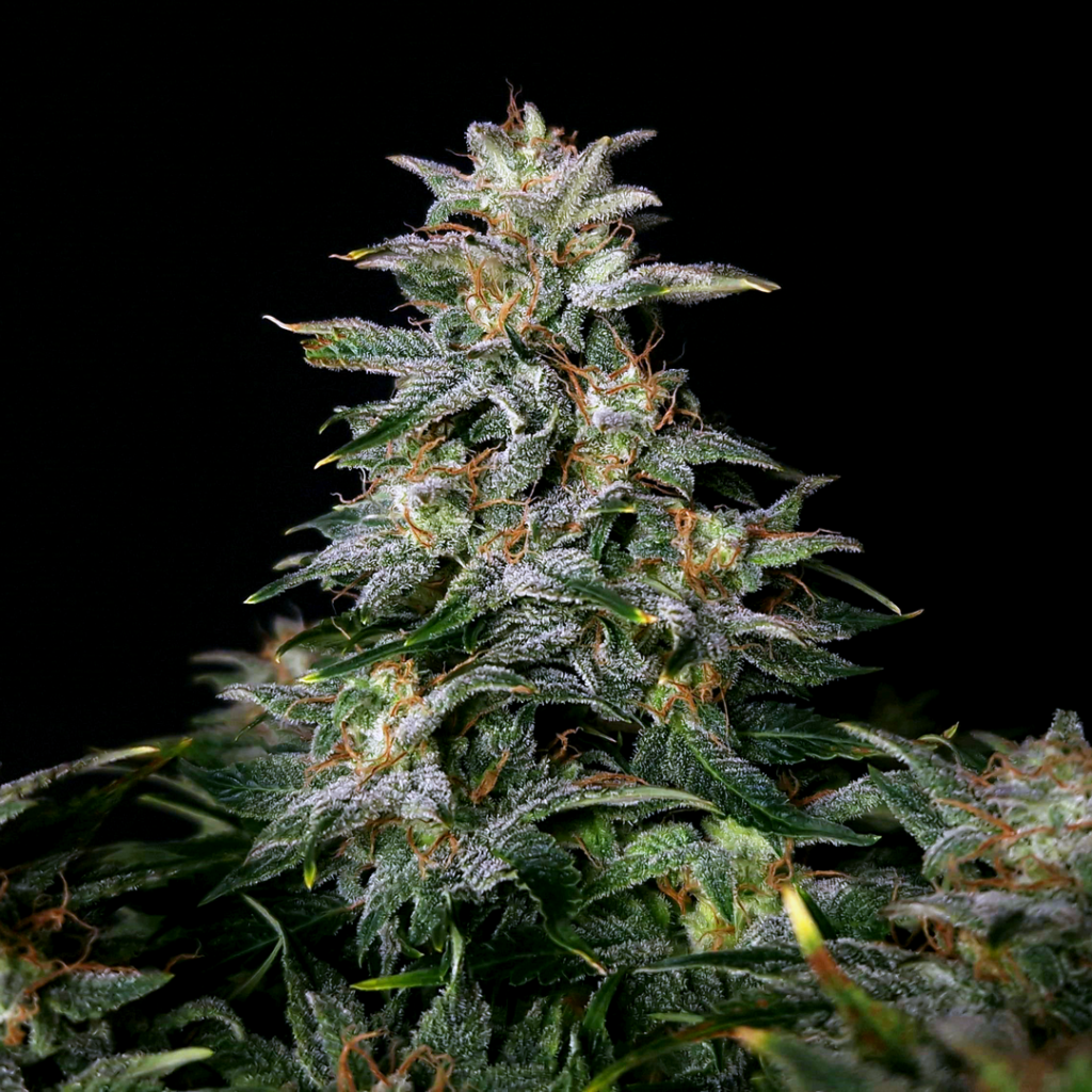 Lowryder #2 Auto Feminizovaná