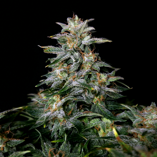 Lowryder #2 Auto Feminizovaná