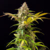 Lowryder #2 Auto Feminizovaná