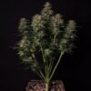 Lowryder #2 Auto Feminizovaná