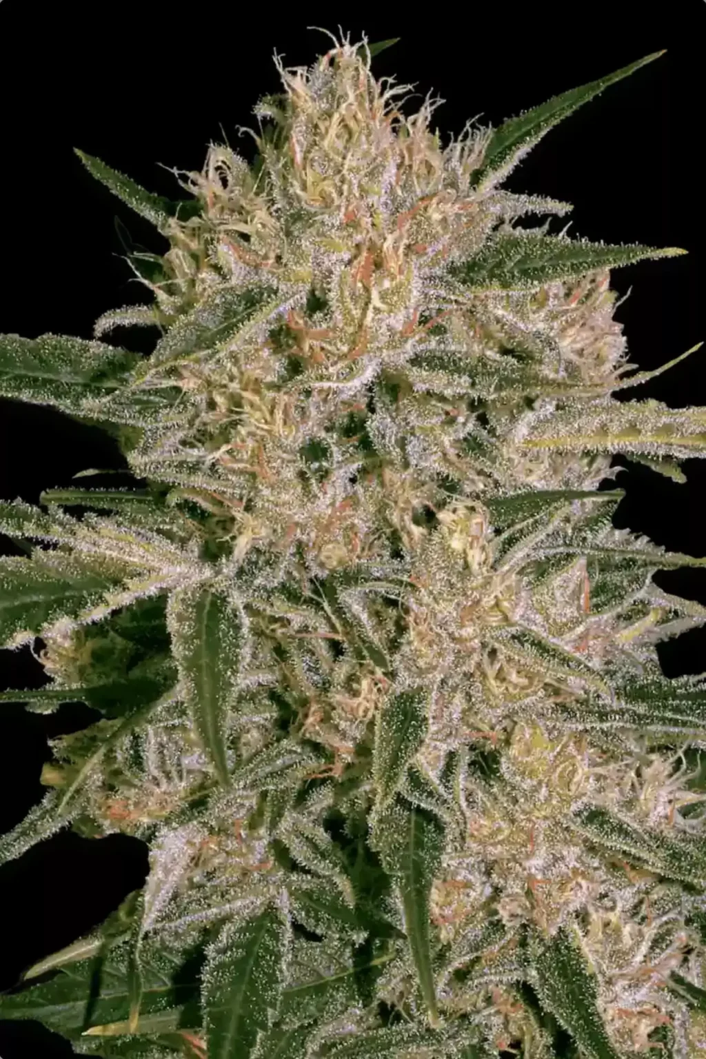 Nebula I:I CBD Feminizovaná