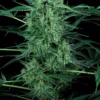 Nebula I:I CBD Feminizovaná