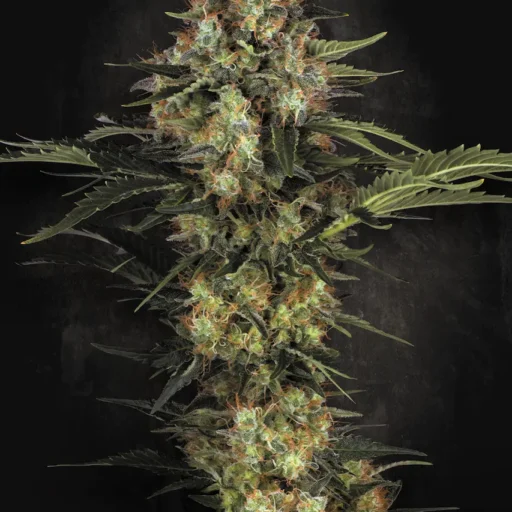 Original White Widow (IBL) Feminizovaná