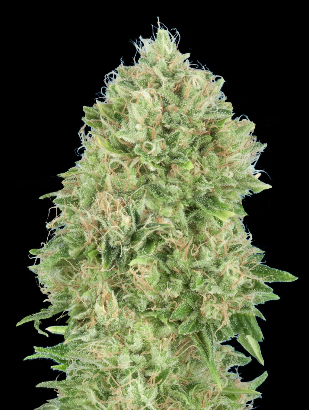 Pineapple Glue Feminizovaná