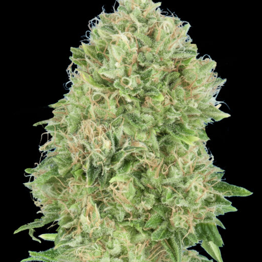 Pineapple Glue Feminizovaná