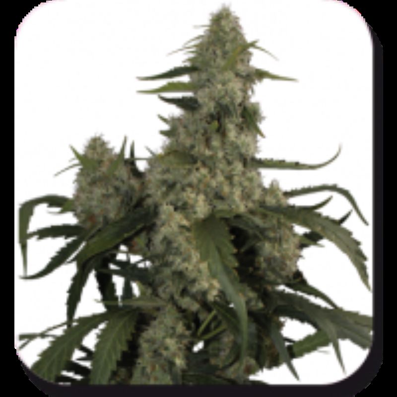 Quasar Auto Quasar Auto Feminizovaná