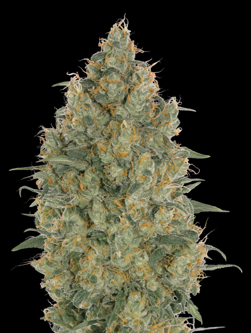 Strawberry Gum Feminizovaná